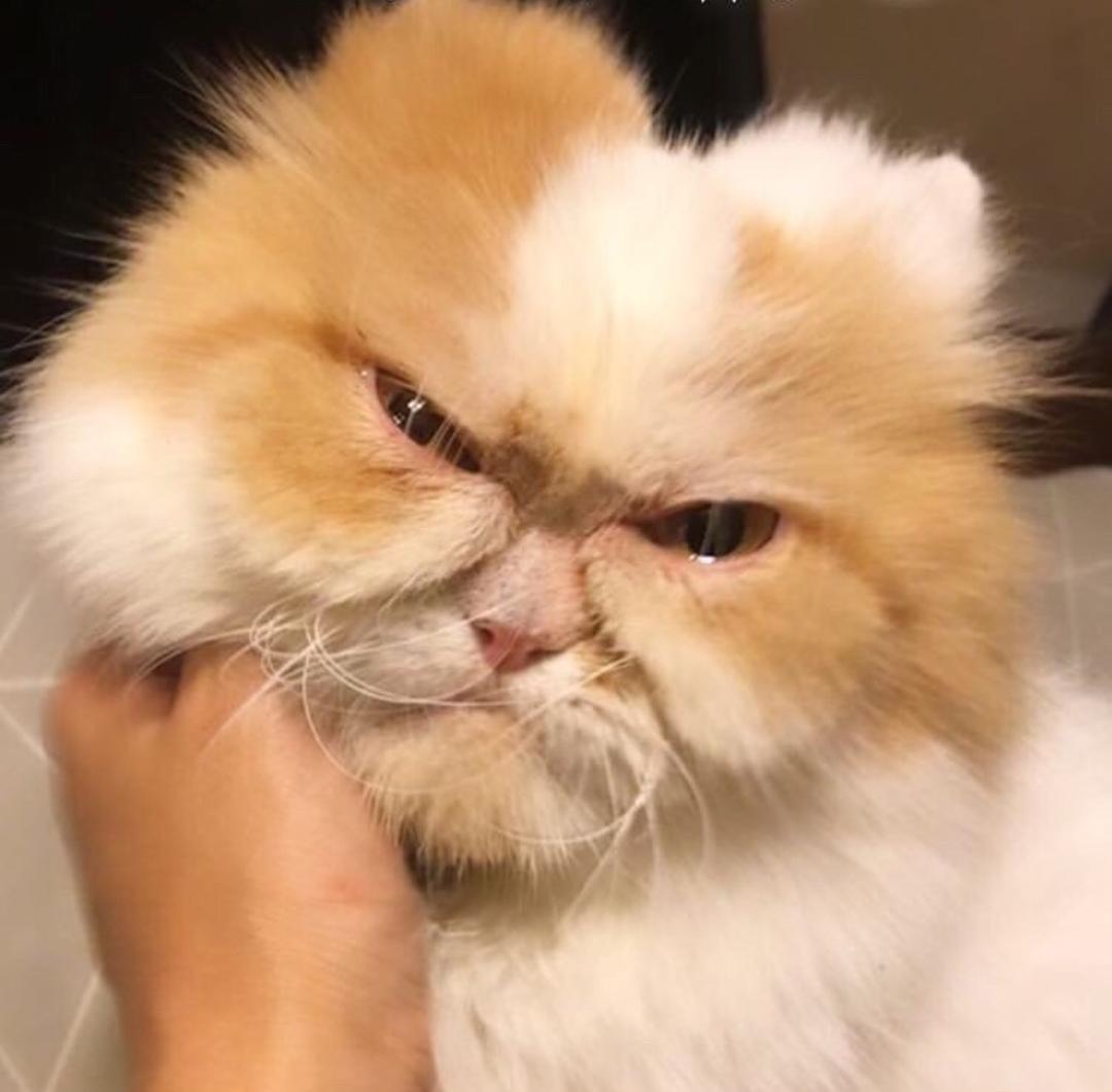 Сердитый кот Луи